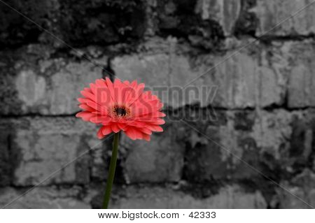 Gerbera rose