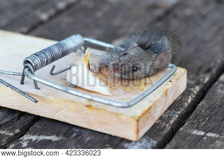 Dead Mouse In A Mousetrap. Mouse Hunting. The Mouse Is A Small Rodent And Pest
