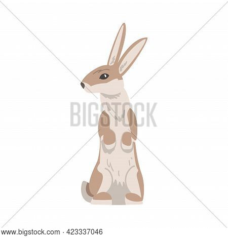 Standing On Hind Legs Hare Or Jackrabbit As Swift Animal With Long Ears And Grayish Brown Coat Vecto