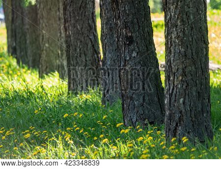 Straight Trunks Of Larch Trees In A Green Meadow. Larix Sibirica, The Siberian Larch Or Russian Larc