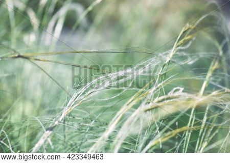 Nature Background With Wildgrass Under Sunlight. Selective Focus. Plant Background.