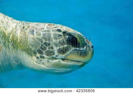 Tomppeli Turtle lähikuva