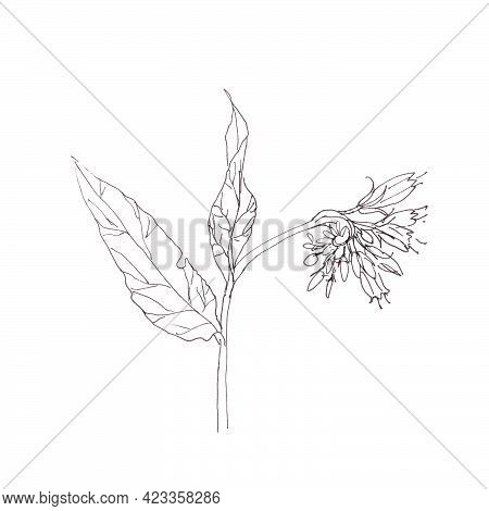 Comfrey, Graphic Black And White Sketch On White Background
