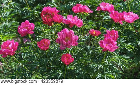 A Bush Of Beautiful Peonies Of American Selection Kaskaskia Auten.