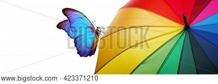 Colors Of Rainbow. Multicolored Umbrella And Bright Blue Tropical Morpho Batterfliy Close-up. Rainbo