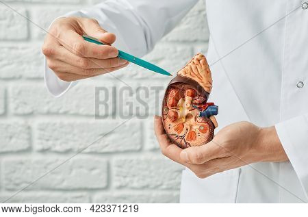 Kidney Health Concept. Close-up, Anatomical Model Of Human Kidney In Doctor Hands. Urology