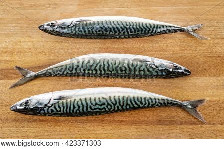 Mackerel Fish In Front Of White Background
