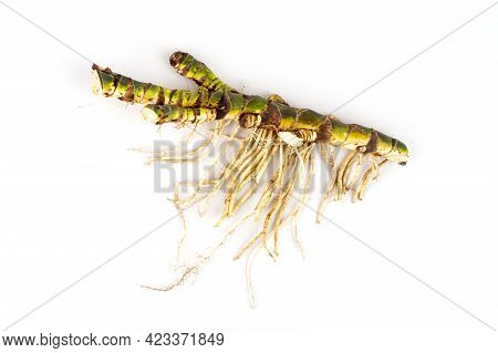 Fresh Acorus Calamus Roots, Also Known As Sweet Flag, Isolated On Light Background. Calamus Root Is 