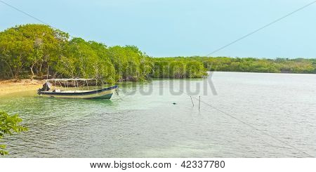Barco en un bosque de mangle.