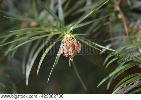 Chinese Fir - Latin Name - Cunninghamia Lanceolata