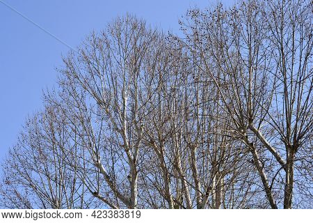 London Plane Branches With Seeds Against Blue Sky - Latin Name - Platanus X Hispanica (platanus X Ac