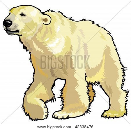 Polar Bear