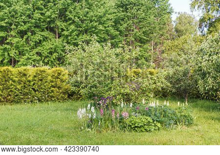 Beautiful Green Courtyard Of A Farmhouse With A Green Lawn, Apple Orchard, Flower Bed And Trimmed Th