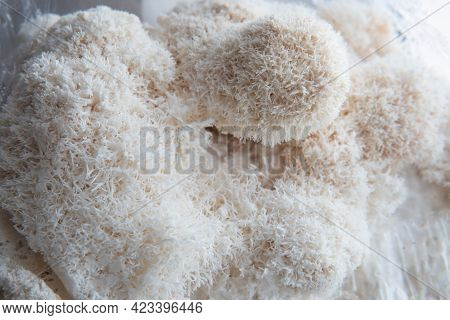Hericium Erinaceus Or Lions Mane Mushrooms On A Plate With Chinese Sticks.