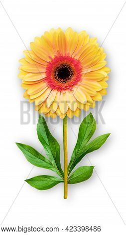 Offbeat Gerbera Flower. Composition Of Red-orange Gerbera And Peony Leaves. Art Object On A White Ba