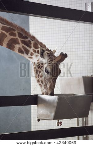 giraffa bere