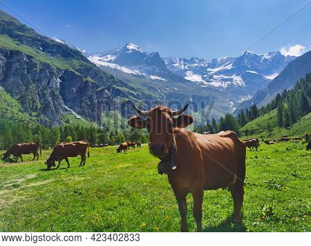 Tarine Cow In The French Alps. Scenic Mountain Landscape.