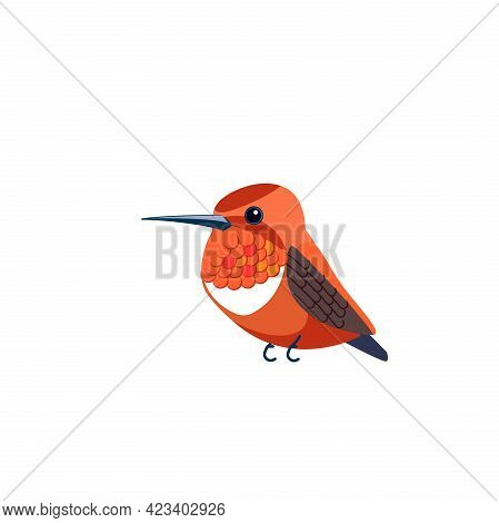 Rufous Hummingbird Is One Of Seven Species In The Genus Selasphorus. Orange Small Bird Cartoon Flat 