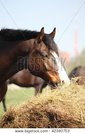 Bay Horse Eating Dry Hay