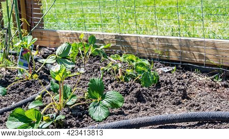 Garden With Wire Fencing To Keep Out Rabbits. Strawberries Planted In Rows Behind The Fence With An 