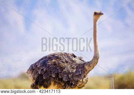 Ostrich, In The Yotvata Hai-bar Nature Reserve, The Arava Desert, Southern Israel