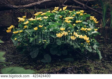 Shrub Of Yellow Flowers And Green Leaves Belonging To The Marsh-marigold Plant Blooming In Flooded S