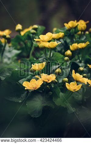 Beautiful Wild Caltha Palustris Flowering In Swamps In Floodplain Forests In The Czech Republic In T