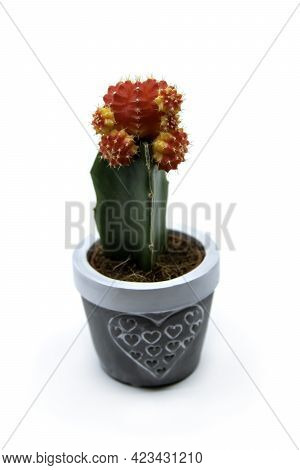 Red Grafted Moon Cactus Gymnocalycium Mihanovichii Isolated On White Background. Growing Ruby Ball C