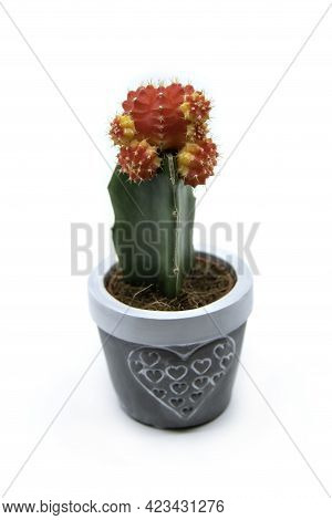Red Grafted Moon Cactus Gymnocalycium Mihanovichii Isolated On White Background. Growing Ruby Ball C