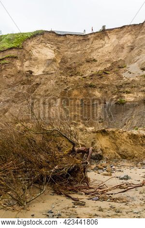 May 2021 Aftermath Of Huge Cliff Landslip At Nefyn, Llyn Peninsula, Wales Fallen Tree.