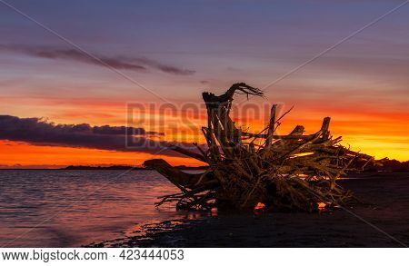 One Old Tree Stump Washup With A Wonderful Show Of Color Form A Sunset Sky Behind It.