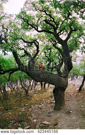 Fairy Branchy Pistachio Tree In Utrish Resort By Anapa. Scenic Fisheye View.