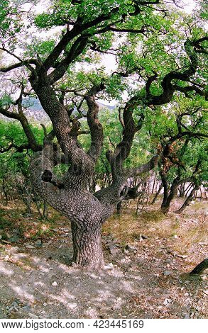 Fairy Branchy Pistachio Tree In Utrish Resort By Anapa. Scenic Fisheye View.