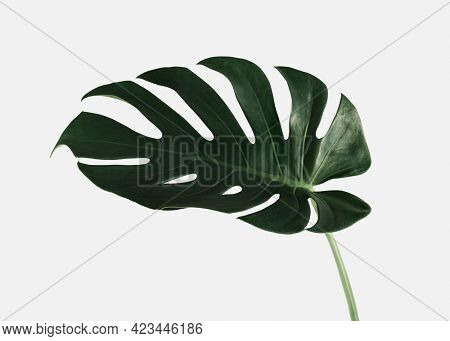 Monstera delicosa plant leaf on an off white background
