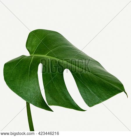 Monstera delicosa plant leaf on a white background mockup
