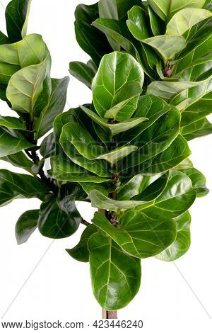 Close up of a Fiddle-leaf fig plant on white background