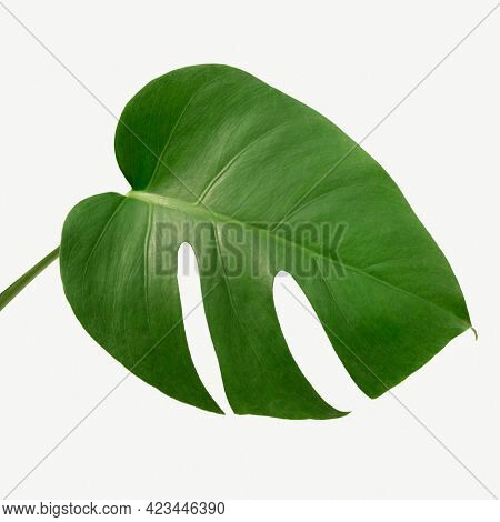 Monstera delicosa plant leaf on a white background mockup