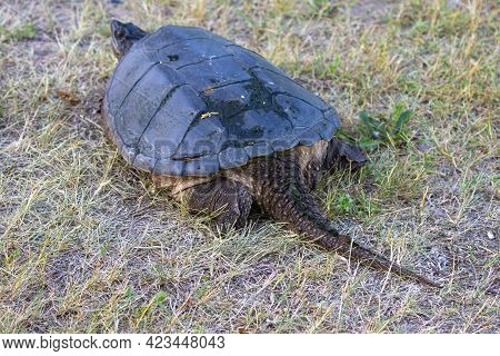 The Common Snapping Turtle (chelydra Serpentina) On A Meadow.