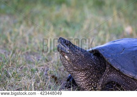The Common Snapping Turtle (chelydra Serpentina) On A Meadow.