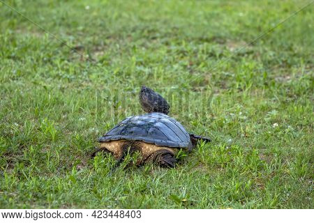 The Common Snapping Turtle (chelydra Serpentina) On A Meadow.