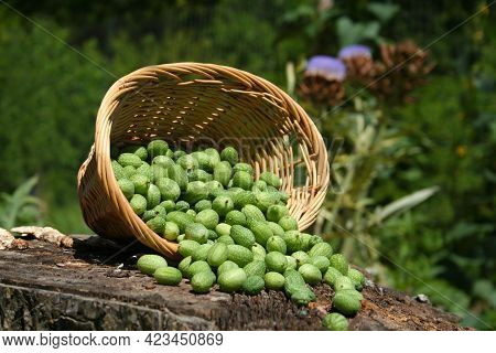 Miniature Mexican Watermelons - Melothria Scabra On Organic Farm