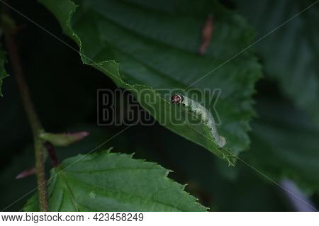 Green Caterpillar Eats Young Foliage On Bushes