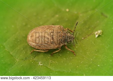 A Closeup Shot Of A Rather Rare Shieldbug On A Green Leaf