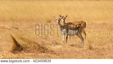 A Selective Focus Shot Of Wild Blackbucks Grazing On The Grasses At The Velavadar National Park