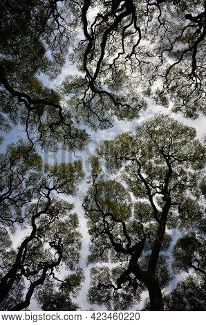 Wide Angle Abstract Shot Of Trees Against The Sky In Buenos Aires, Argentina