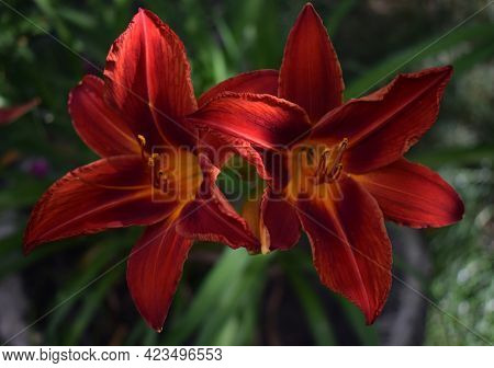 Closeup Of A Big Red Tiger Lily In The Garden Summer. Bright Red Beautiful Asiatic Macro