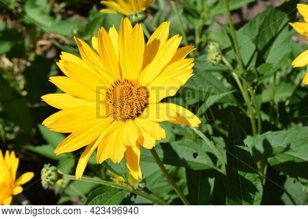 Yellow Flowers. Blooming Flowers In The Garden. Heliopsis. Sunflower Family. Yellow Daisy Flowers. C