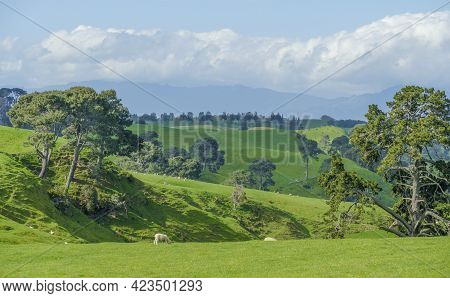 Idyllic Rural Scenery At The Waikato Region At The North Island Of New Zealand