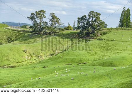 Idyllic Rural Scenery At The Waikato Region At The North Island Of New Zealand