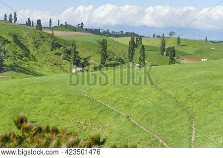 Idyllic Rural Scenery At The Waikato Region At The North Island Of New Zealand